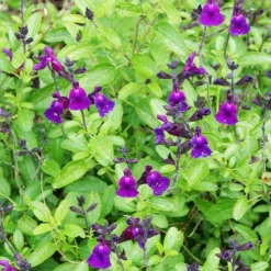 Strauchsalbei ‘Violette de Loire®’ - Violett blüht bis Dezember