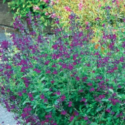 Strauchsalbei ‘Violette de Loire®’ - Violett blüht bis Dezember
