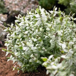 Strauchveronika 'Red Edge' - Rote Ränder, sofort Wow
