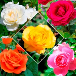Straußrosen-Kollektion (x5) - Fünf Rosen, ein Blütenmeer