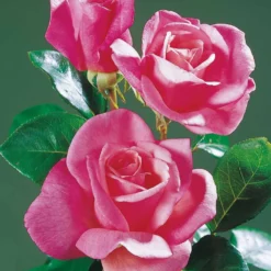 Straußrosen-Kollektion (x5) - Fünf Rosen, ein Blütenmeer