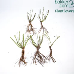 Straußrosen-Kollektion (x5) - Fünf Rosen, ein Blütenmeer