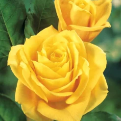 Straußrosen-Kollektion (x5) - Fünf Rosen, ein Blütenmeer