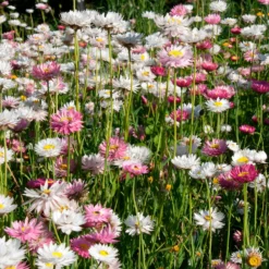 Strohblumen Australien Mischung - Blüten die ewig halten