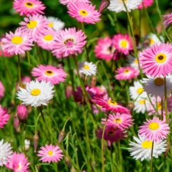 Strohblumen Australien Mischung - Blüten die ewig halten