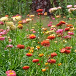 Strohblumen Mischung - Blüten die nie verwelken