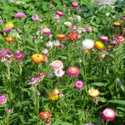 Strohblumen Mischung - Blüten die nie verwelken