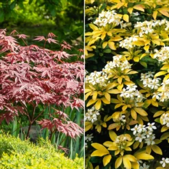 Sträucher-Kollektion Fächerahorn purpur & Gold-Orangenblume (x2) - Bringt Farbe in den Garten