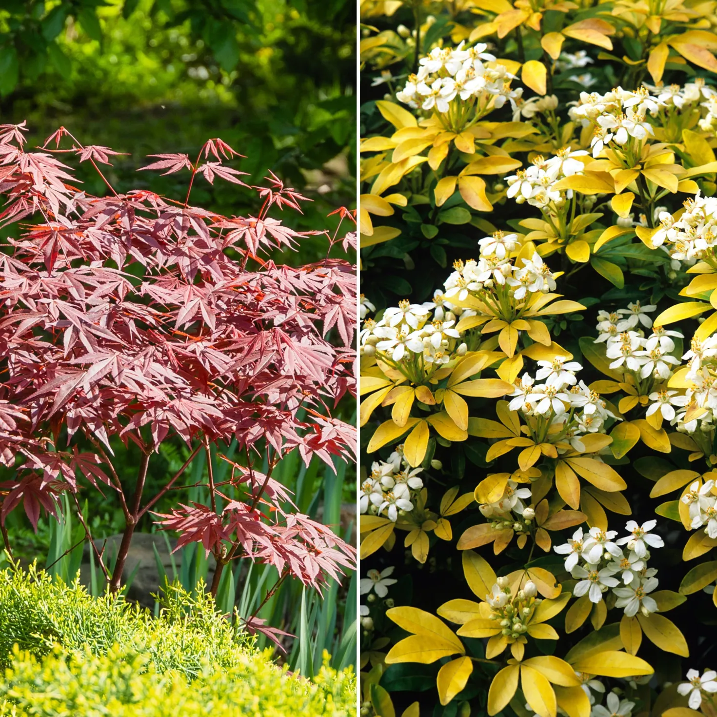 Sträucher-Kollektion Fächerahorn purpur & Gold-Orangenblume (x2) - Bringt Farbe in den Garten