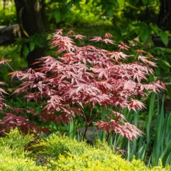 Sträucher-Kollektion Fächerahorn purpur & Gold-Orangenblume (x2) - Bringt Farbe in den Garten