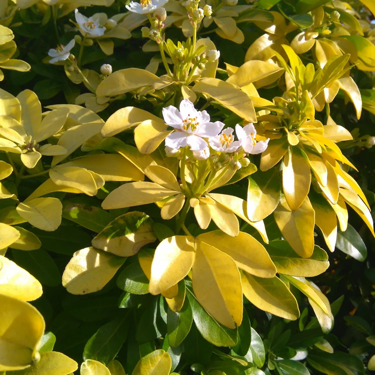 Sträucher-Kollektion Fächerahorn purpur & Gold-Orangenblume (x2) - Bringt Farbe in den Garten