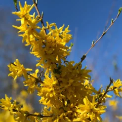 Sträucher-Kollektion Forsythie & Judasbaum (x2) - Blütenexplosion im Frühling