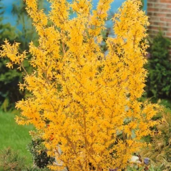 Sträucher-Kollektion Forsythie & Judasbaum (x2) - Blütenexplosion im Frühling