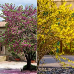 Sträucher-Kollektion Forsythie & Judasbaum (x2) - Blütenexplosion im Frühling