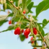 Sträucher-Kollektion Vitaminfrüchte (x4) - Superfrüchte, antioxidativ