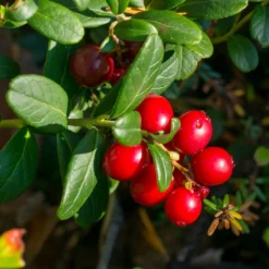 Sträucher-Kollektion Vitaminfrüchte (x4) - Superfrüchte, antioxidativ