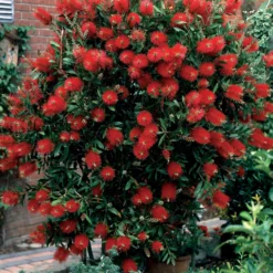 Sträucher-Kollektion (x3) - Sommerfarben für einen warmen Garten