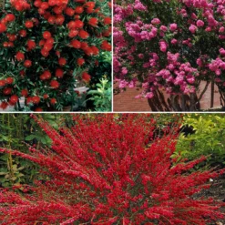 Sträucher-Kollektion (x3) - Sommerfarben für einen warmen Garten
