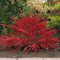 Sträucher-Kollektion (x3) - Sommerfarben für einen warmen Garten