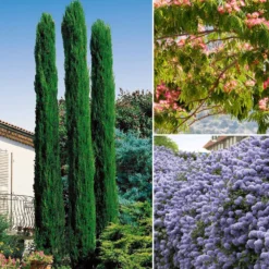 Sträucher-Kollektion (x3) - Vertikal und elegant für Garten