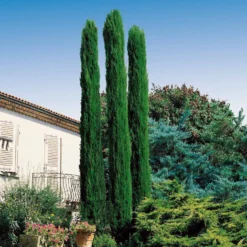 Sträucher-Kollektion (x3) - Vertikal und elegant für Garten