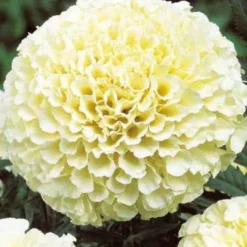 Studentenblume Eskimo F1 - Cremeweiße Blüten den ganzen Sommer