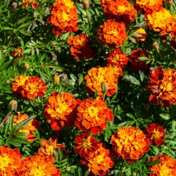 Studentenblume 'Honeycomb' - Farbenspiel den ganzen Sommer