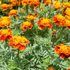 Studentenblume 'Honeycomb' - Farbenspiel den ganzen Sommer