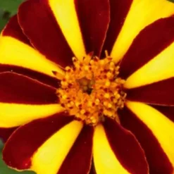 Studentenblume ‘Mr. Majestic’ - Blüht den ganzen Sommer