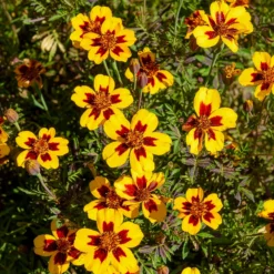 Studentenblume ‘Naughty Marietta’ - Essbare Blüten den Sommer lang