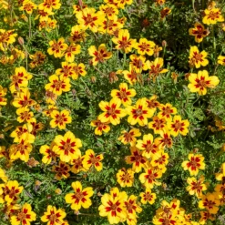 Studentenblume ‘Naughty Marietta’ - Essbare Blüten den Sommer lang
