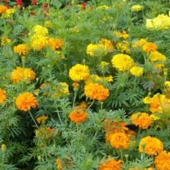 Studentenblumen gefüllt Mischung - Sommer voller Farben