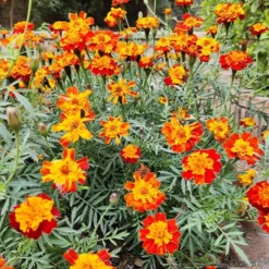 Studentenblume Rusty Red - Rostrote Blüten den ganzen Sommer