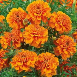 Studentenblume ‘Tangerine’ - Orange Blüten den ganzen Sommer