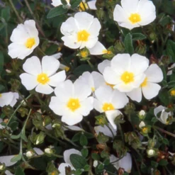 Stumpfblättrige Zistrose - Weiße Blüten, kaum Pflege