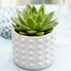 Sukkulente Echeveria agavoides - Sofort schön, kaum Pflege