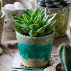 Sukkulente Echeveria agavoides - Sofort schön, kaum Pflege