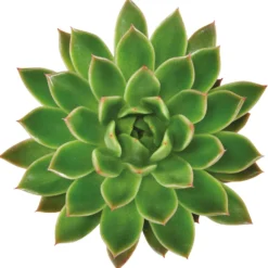 Sukkulente Echeveria agavoides - Sofort schön, kaum Pflege