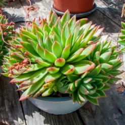Sukkulente Echeveria agavoides - Sofort schön, kaum Pflege