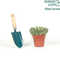 Sukkulente Echeveria agavoides - Sofort schön, kaum Pflege