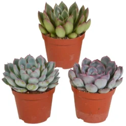 Sukkulente Echeveria Mischung (x3) - Deko-Effekt sofort