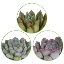 Sukkulente Echeveria Mischung (x3) - Deko-Effekt sofort