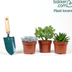 Sukkulenten-Kollektion (Aloe, Echeveria, Crassula) - Drei Sukkulenten, null Aufwand