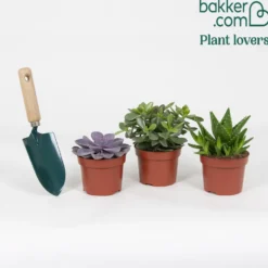 Sukkulenten-Kollektion 'Minova Magic' - Drei Sukkulenten, ein Blickfang
