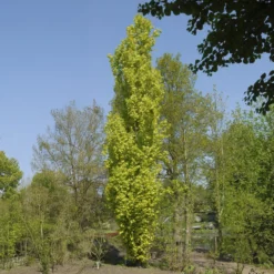 Säulenbuche ‘Dawyck Gold’ - Goldene Säule fürs Beet