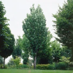 Säulen-Tulpenbaum Fastigiatum - Höhe ohne Platzverlust