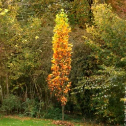 Säulen-Tulpenbaum Fastigiatum - Höhe ohne Platzverlust