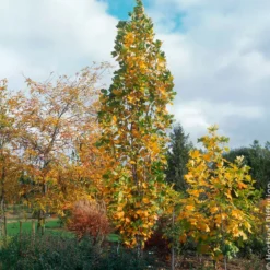 Säulen-Tulpenbaum Fastigiatum - Höhe ohne Platzverlust