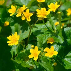 Sumpfdotterblume - Wasser-Ringelblume - Goldgelb am Wasserrand