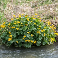 Sumpfdotterblume - Wasser-Ringelblume - Goldgelb am Wasserrand
